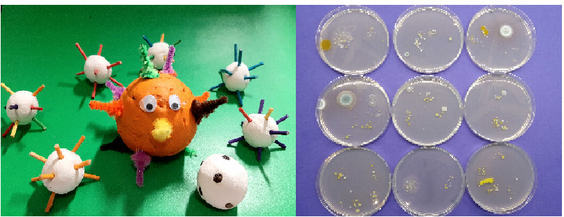 Virus bek1